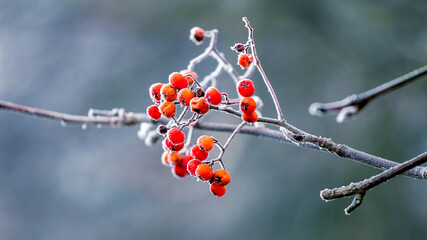 Red berries of mountain ash in winter on a blurred background