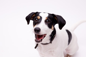 Portraite of adorable, happy puppy of Jack Russell Terrier. Cute smiling dog on white background. Free space for text.