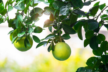 On the grapefruit tree, the grapefruit is fruity and full