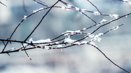 Fototapeta na wymiar Snow-covered thin tree branches on a blurred background