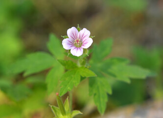 Siberian geranium (Geranium sibiricum) grows in nature