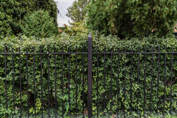 Fototapeta premium Black iron fence with hedges