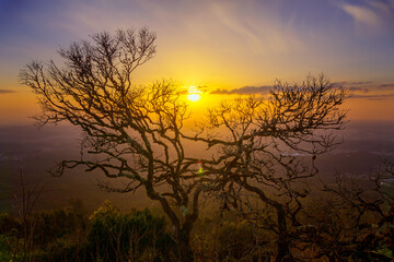 Bare branches of an old tree on a sunset background, view from the mountain, Portugal