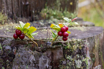 red lingonberry  branch growing on a stump in a forest close up