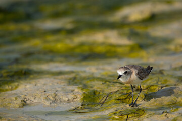 Greater sand plover on green at Busaiteen coast of Bahrain
