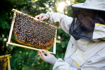 Portrait of man beekeeper holding honeycomb frame full of bees in apiary.
