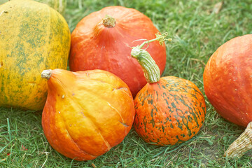 Close up Hokkaido orange pumpkins lie on the green grass. harvest concept.