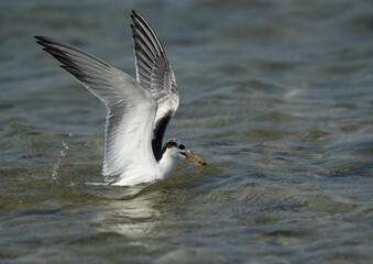 Juvenile Greater Crested Tern praticing fishing by picking up small pebbles from the water at Busaiteen coast of Bahrain