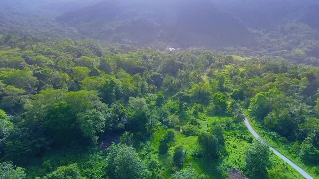 Road leading through a lush forest
