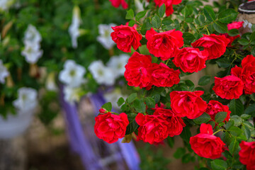 Fototapeta premium Red roses with green leaves