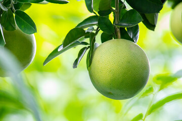 On the grapefruit tree, the grapefruit is fruity and full