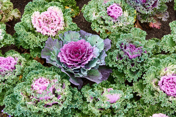 Top view of colorful and beautiful ornamental cabbages. Various decorative cabbage.
