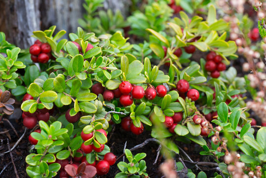 red lingonberry berries on a branch in a forest close up