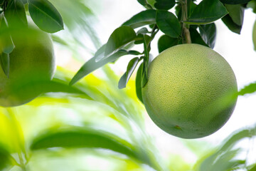 On the grapefruit tree, the grapefruit is fruity and full
