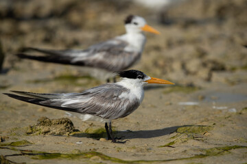 Fototapeta premium Closeup of a Greater Crested Tern at Busaiteen coast, Bahrain