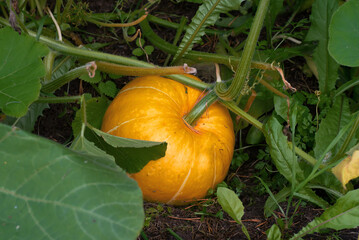 autumn pumpkin growing in the garden