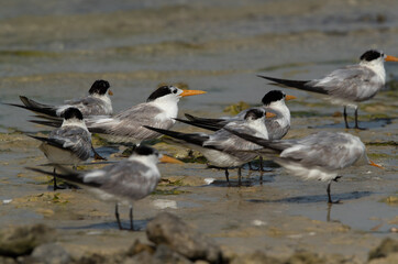 Greater Crested Terns at Busaiteen coast, Bahrain. Selective focus on back.