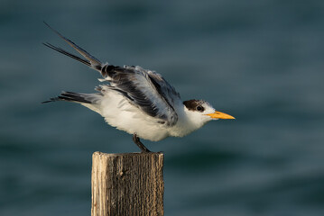 Greater Crested Tern at Busaiteen coast of Bahrain