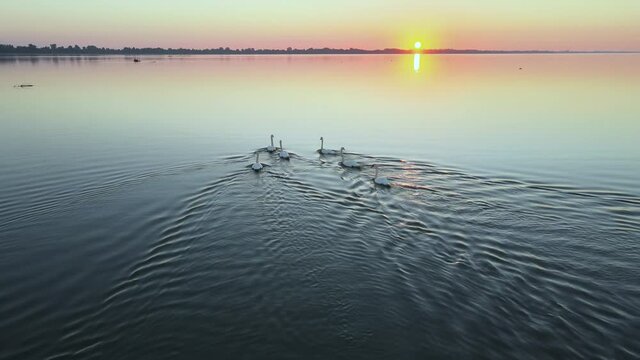 Magical view of swans and cygnets floating in groups on still waters of wetland, with beautiful sun rising in background during golden hour.