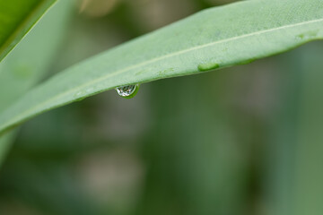 Water droplets on leaf. The morning dew on leaf. Fresh and Wet. Lush green leaf.