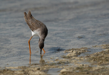 Redshank feeding at Busiateen coast, Bahrain