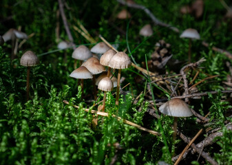 mushrooms in the forest