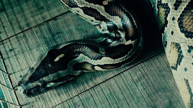 Python in a house by Saigon River