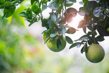 On the grapefruit tree, the grapefruit is fruity and full