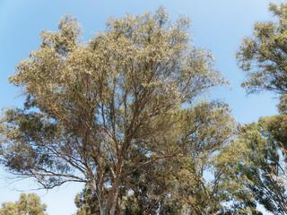 Eucalyptus globulus | Southern blue gum, on of largest tree in the blue sky with smooth bark, lance-shaped glossy green leaves trembling in the wind