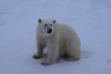 Obraz na płótnie Canvas Polar Bear on the Ice in the Arctic