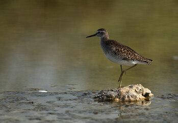 Wood Sandpiper at Asker marsh, Bahrain