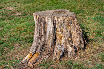 Fototapeta na wymiar A cut and dry tree trunk growing in a grass field, nature destroyed.