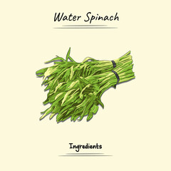 Illustration sketch and vector style of water spinach. Good to use for restaurant menu, recipe book  and food ingredients concept.