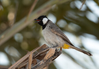White-cheeked bulbul perched in date tree