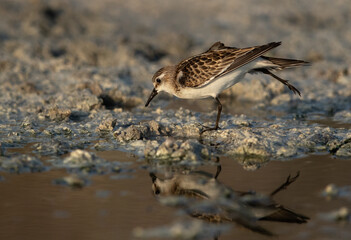 Little Stint stretching its leg  at Asker marsh with reflection on water, Bahrain