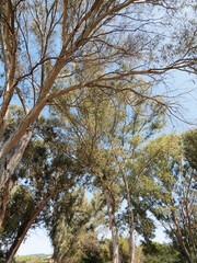 (Eucalyptus globulus) Southern blue gum or Tasmanian blue gum, deciduous tree of the Mediterranean coast