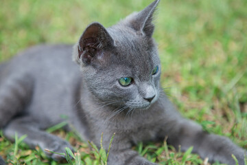 Russian blue cat. A small gray green-eyed pedigree kitten