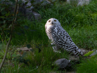 Snowy owl looking up.