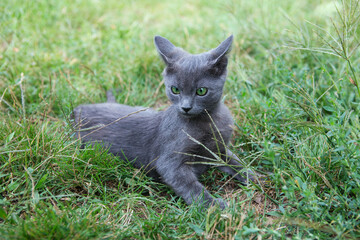 Naklejka na ściany i meble Russian blue cat. A small gray green-eyed pedigree kitten