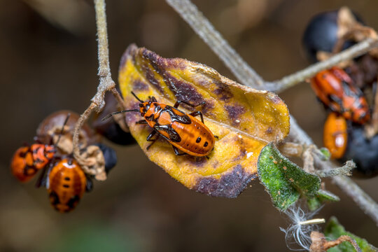Nymphs of Spilostethus furcula feeding from plant