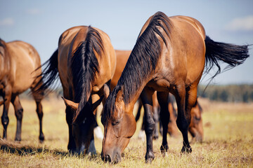 A herd of horses grazing on the field.