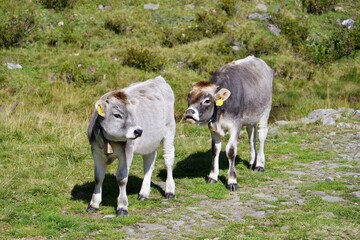 Jungvieh auf der Weide