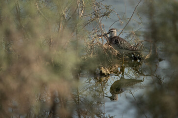 Wood Sandpiper  in the bushes at Asker marsh, Bahrain