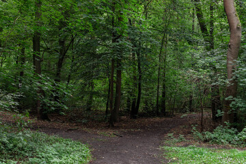 Fototapeta na wymiar Ein Waldweg mit einer Weggabelung mitten im Wald, im Sommer, mit vollen grünen Bäumen. 