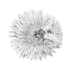 Vector illustration, isolated bee insect sitting on aster flower sketch in black and white colors, outline hand painted drawing