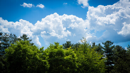 clouds over the forest