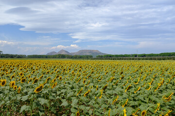 Fototapeta na wymiar Yellow sunflowers plain field on a blue sky