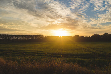 Naklejka na ściany i meble Sun rising and shining on a green rice field landscape on a cloudy sky nature background