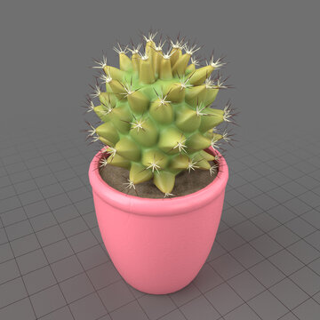 Cactus in pot 2