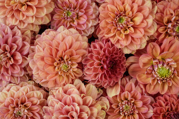 Beautiful dahlia flower heads arranged for a textured background. Peach, pink, salmon, colored flowers.
